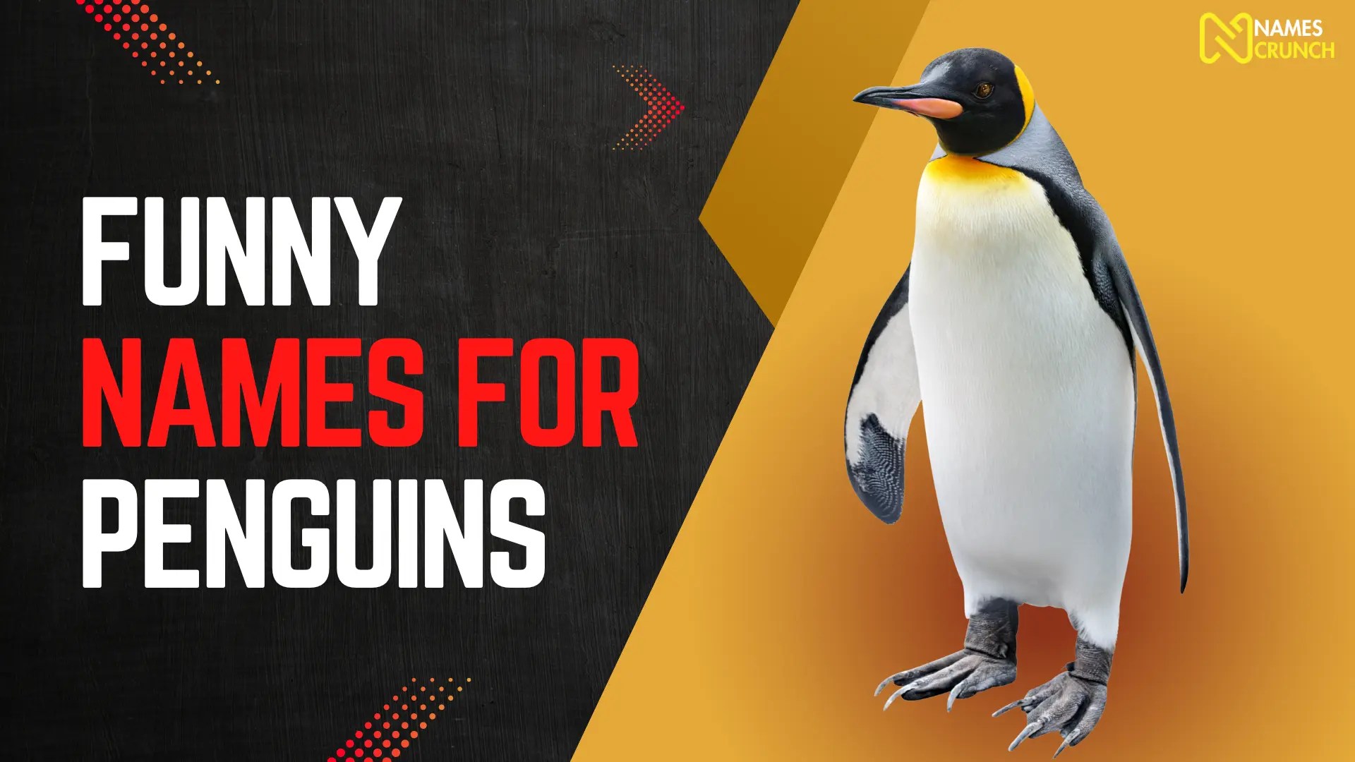 Funny Names for Penguins [290+ Catchy Ideas] Names Crunch