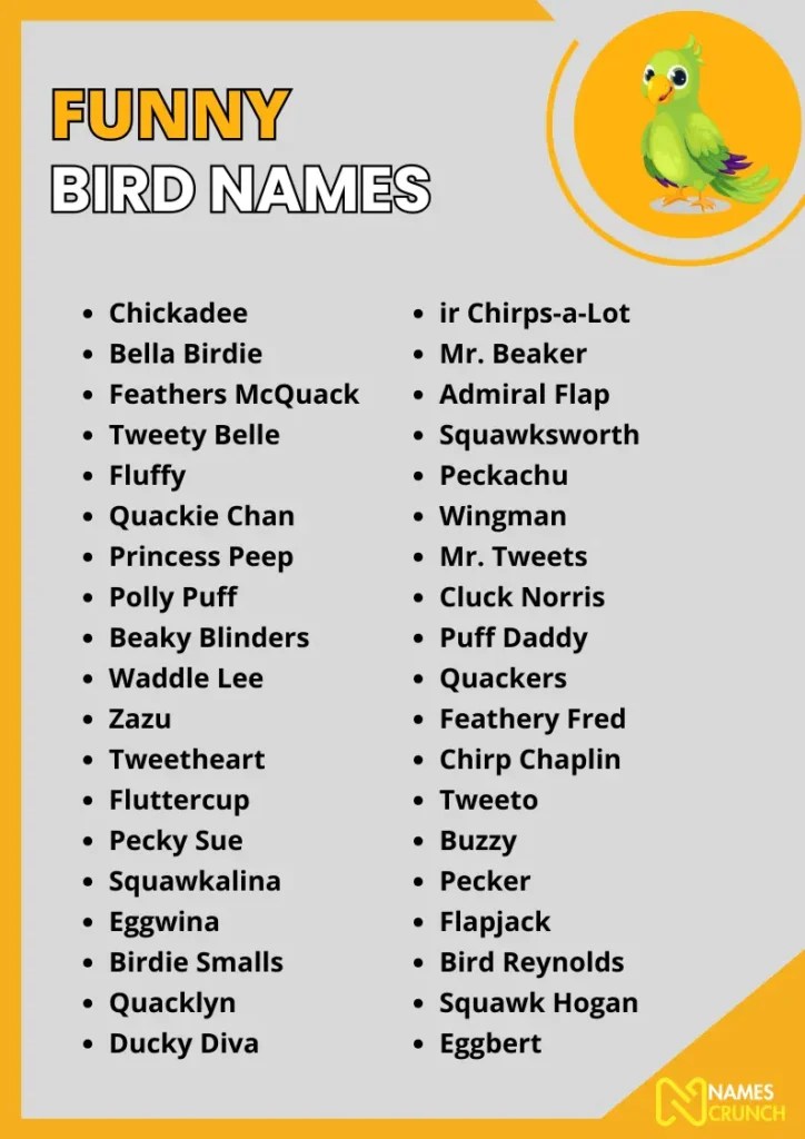 690+ Funny Bird Names [Best Ideas] Names Crunch