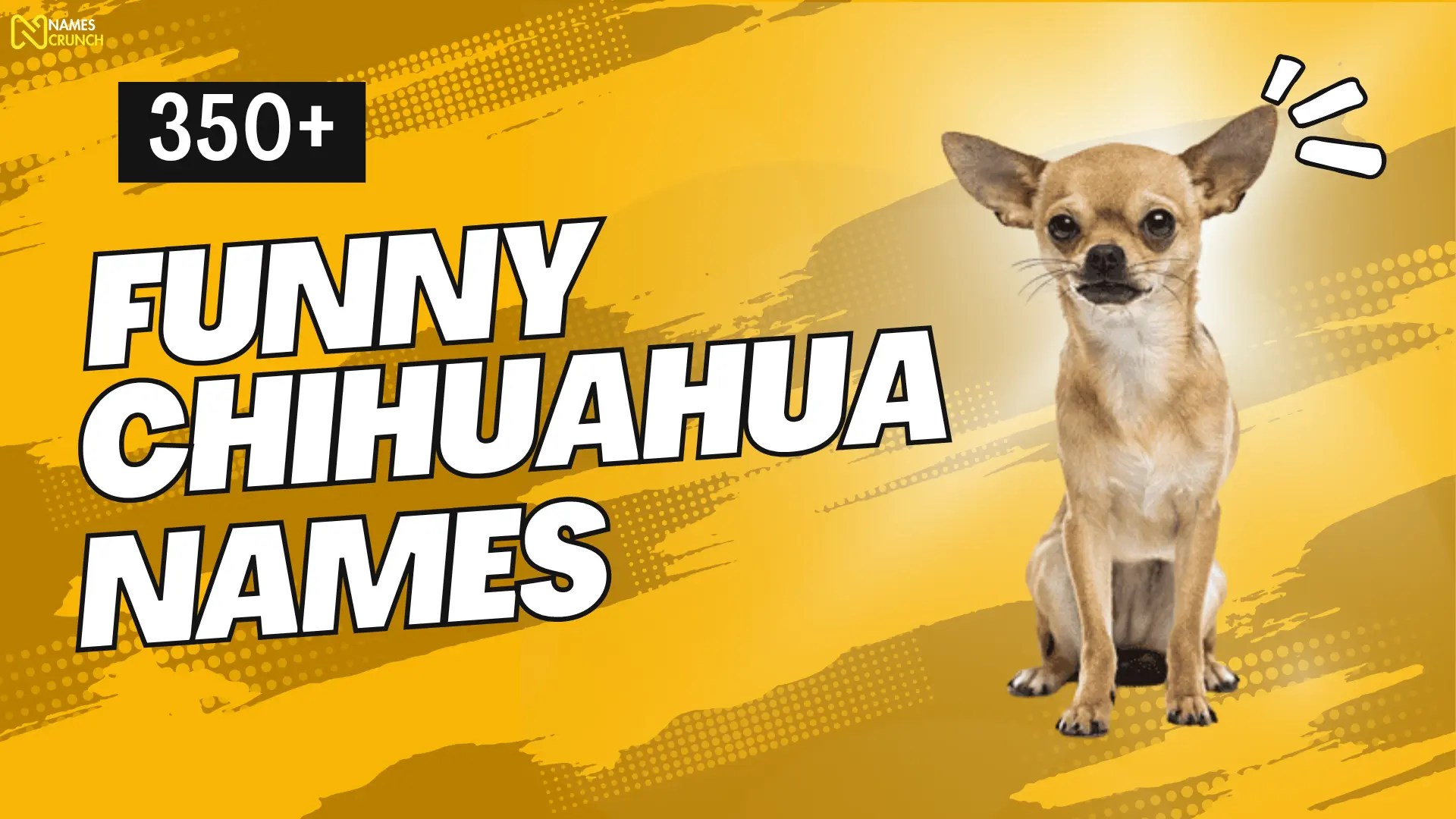 520+ Funny Names For Chihuahuas Names Crunch