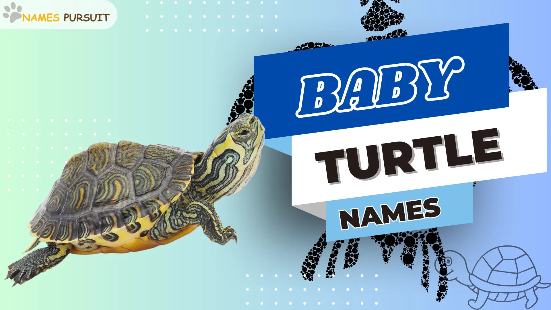 120+ Adorable Baby Turtle Names Find Your Favorite!