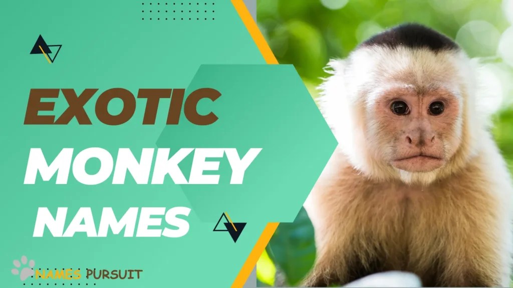 700+ Pet Monkey Names (Famous, Cute, Funny, & Unique)