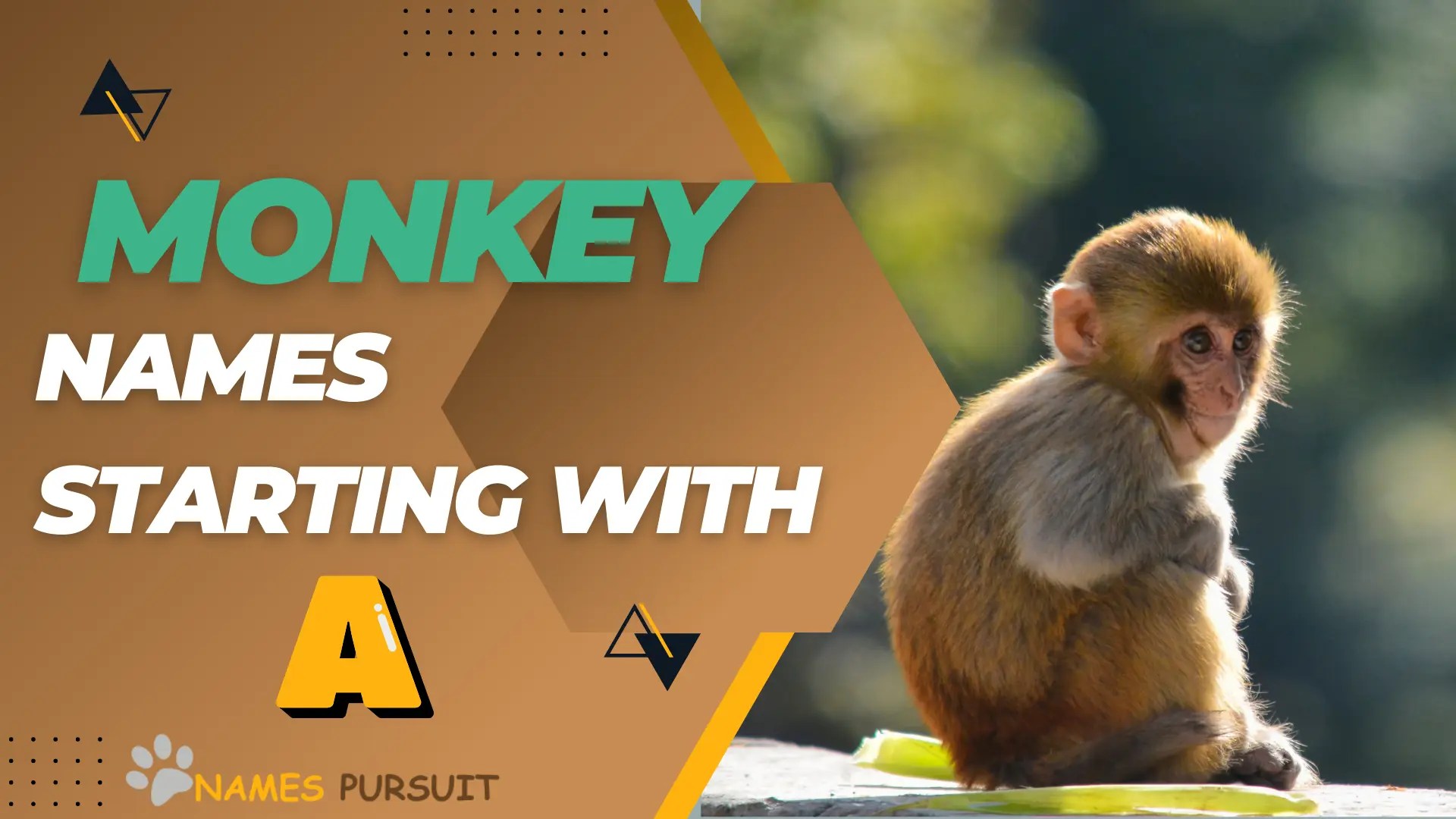 60+ Monkey Names Starting with 'A'