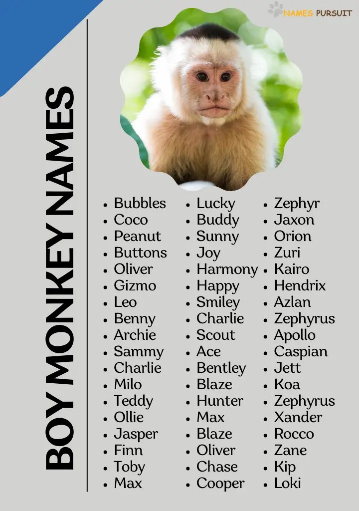300+ Boy Monkey Names (Cute, Funny & Unique)