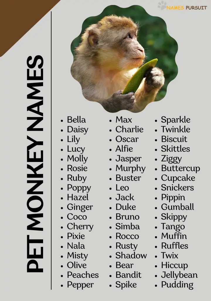 700+ Pet Monkey Names (Famous, Cute, Funny, & Unique)