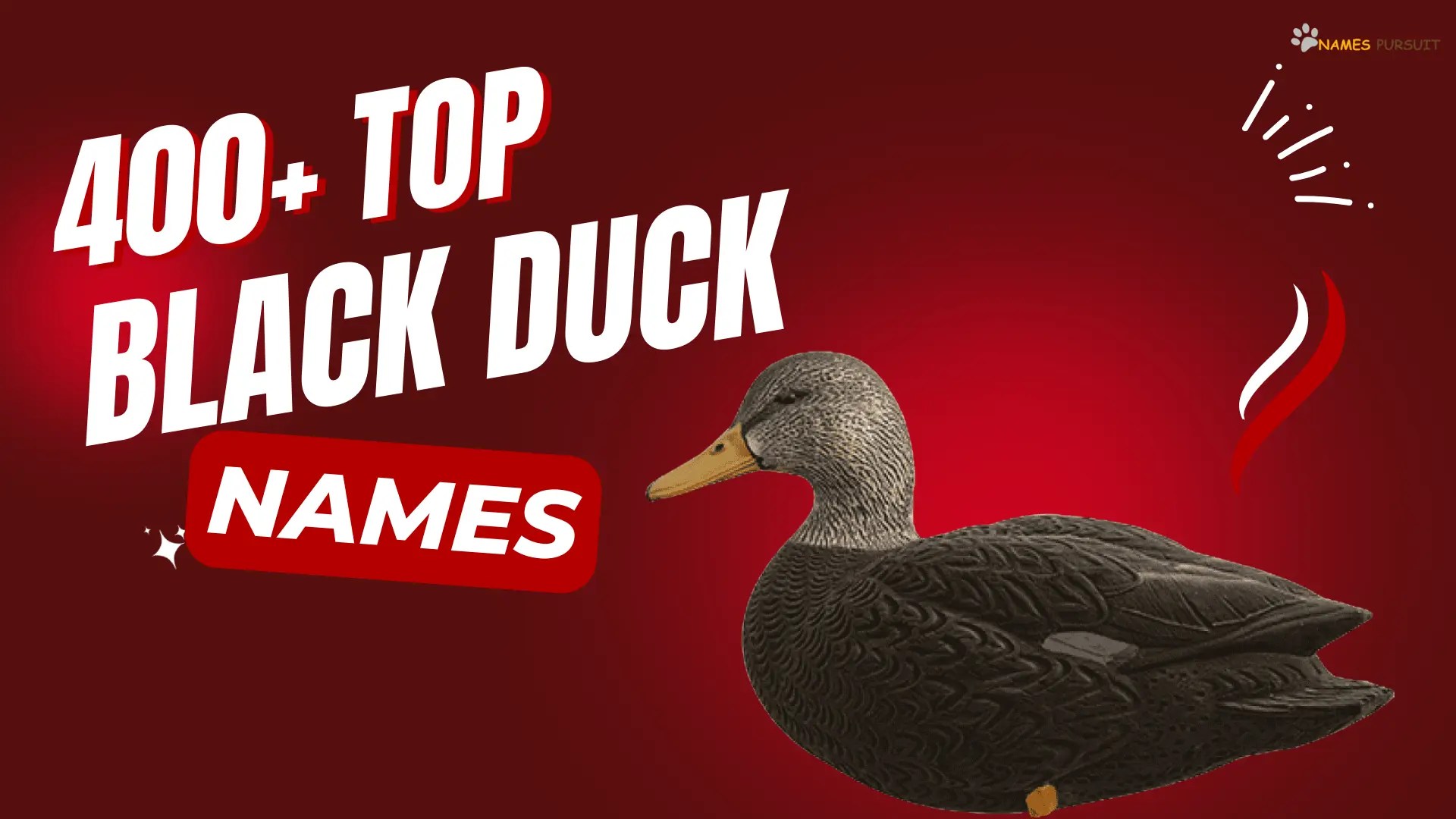 400+ Top Black Duck Names for your Feathered Buddy
