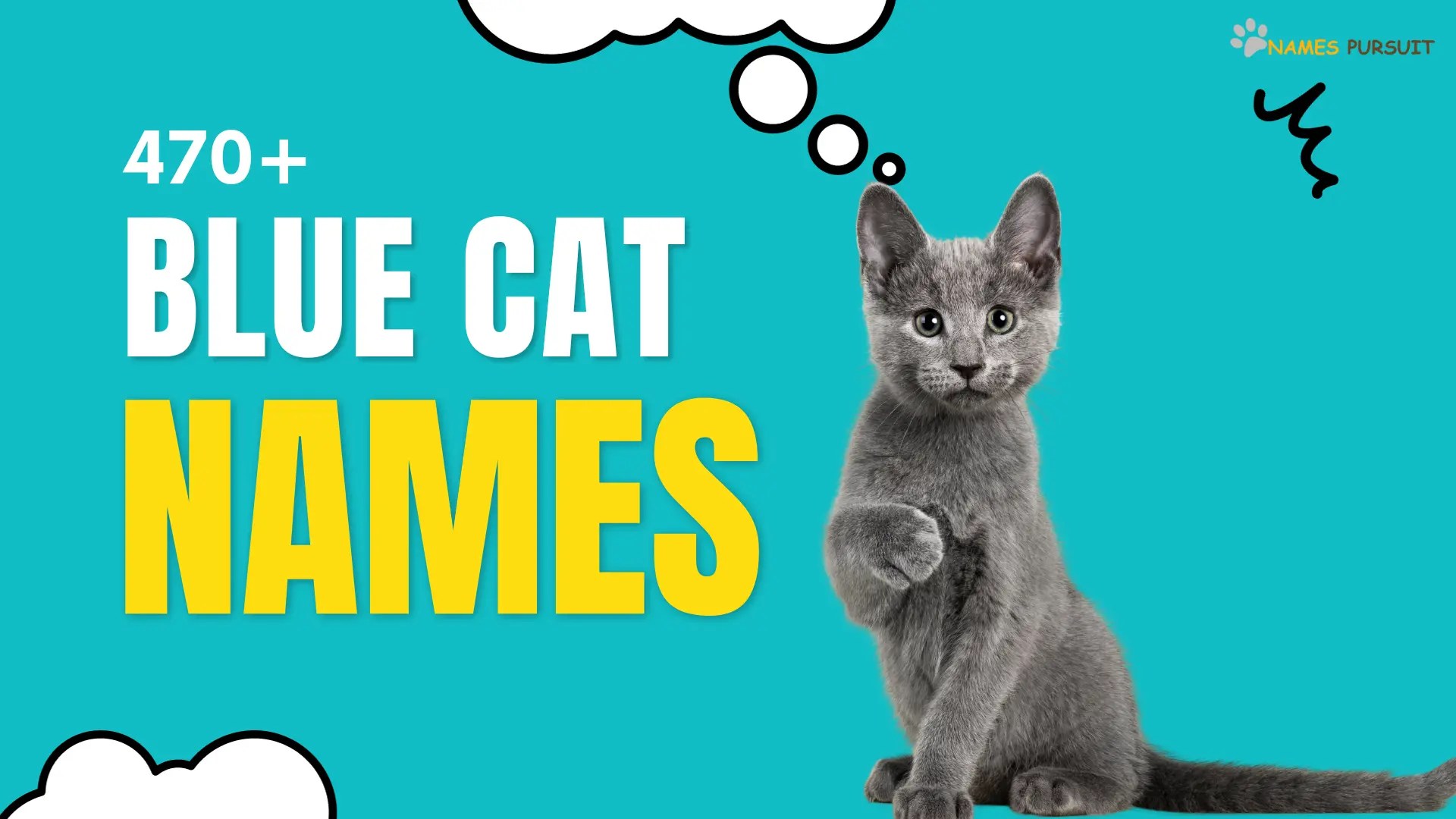 470+ Blue Cat Names [Cute, Funny, & More]