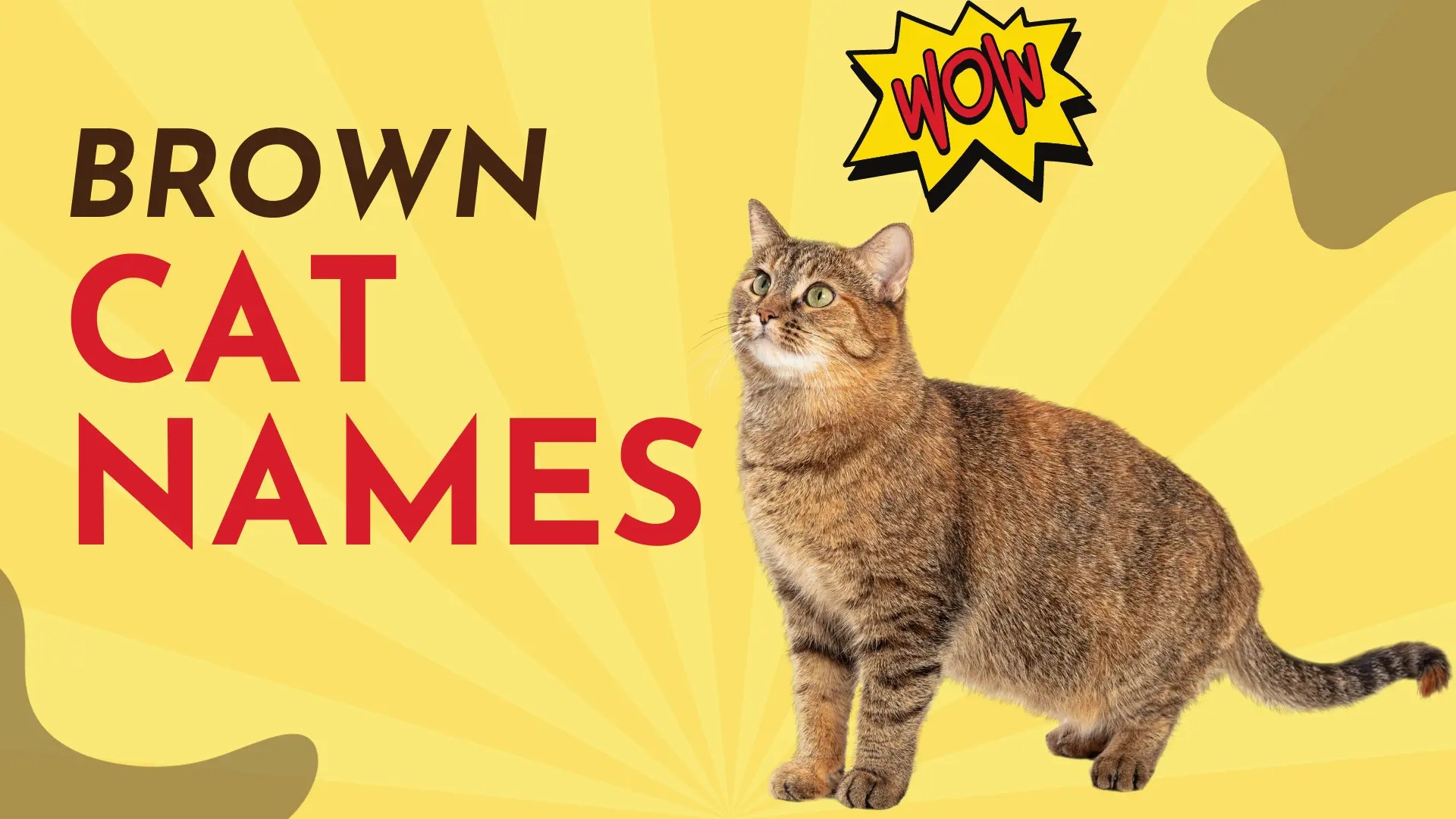 570+ Brown Cat Names [Creative Naming Guide]