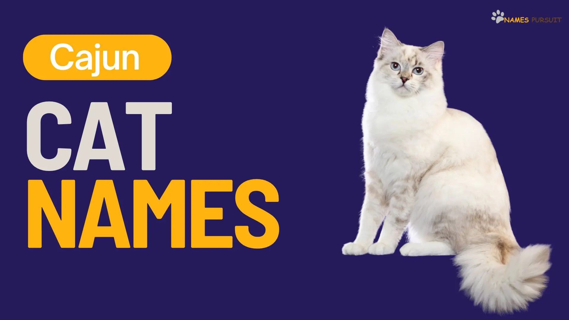 320+ Cajun Cat Names [LouisianaInspired Ideas]