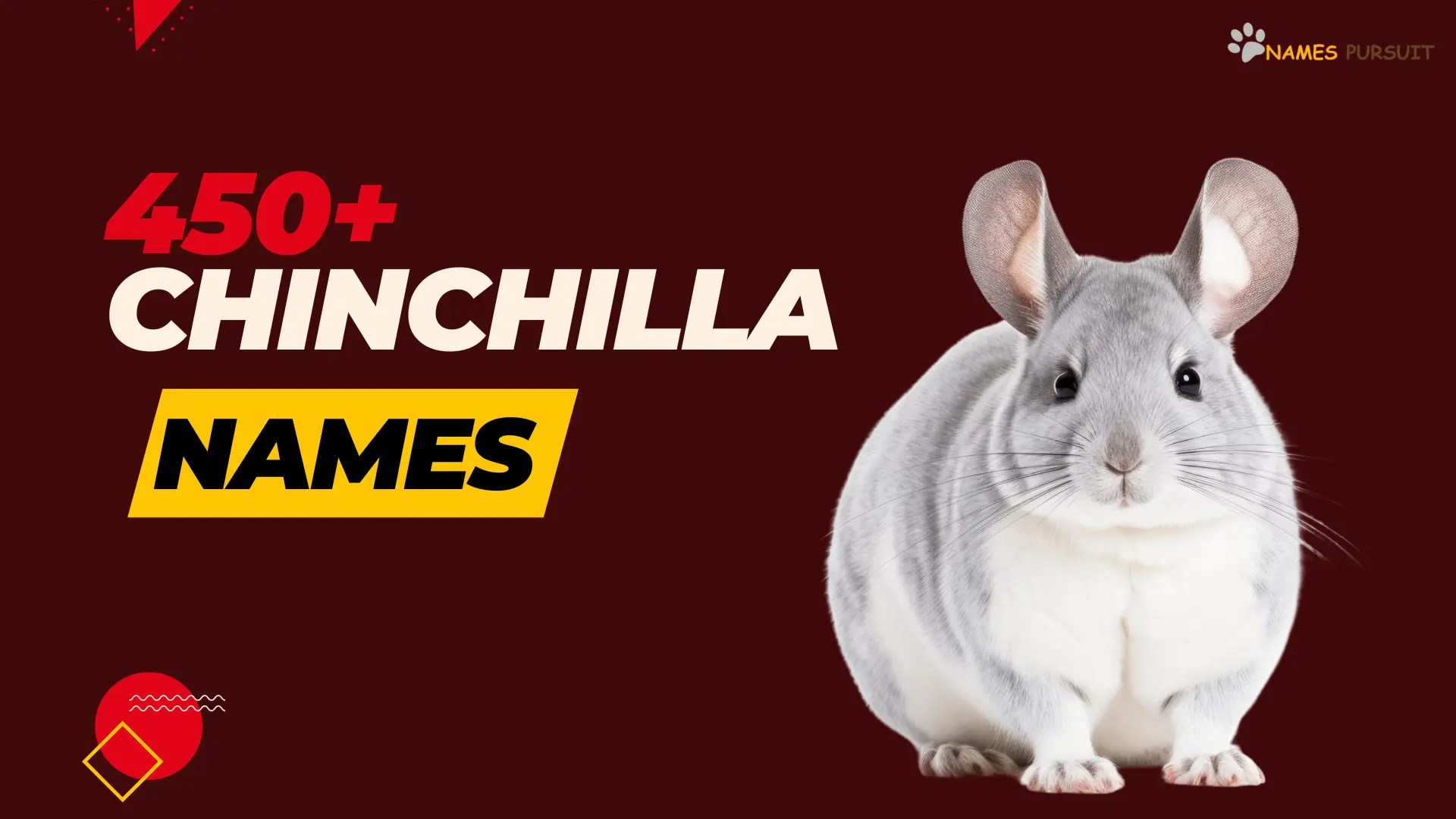 450+ Chinchilla Names [Cute, Male, Female, & More]