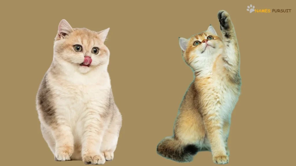 Cream Cat Names [380+ Adorable Ideas]