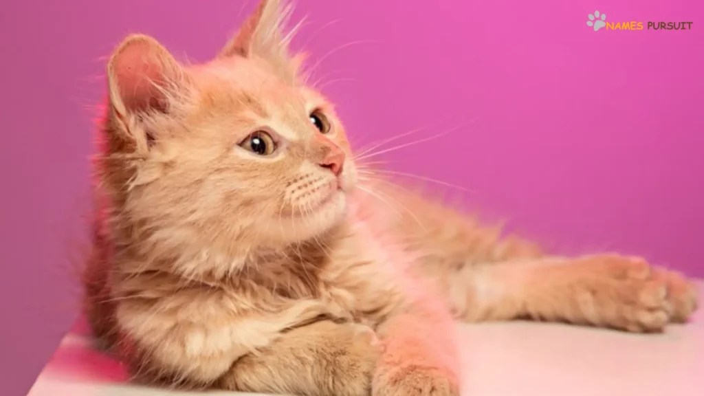 Cream Cat Names [380+ Adorable Ideas]