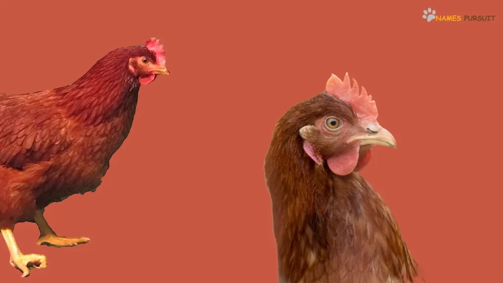 Red Chicken Names [240+ Adorable Ideas]