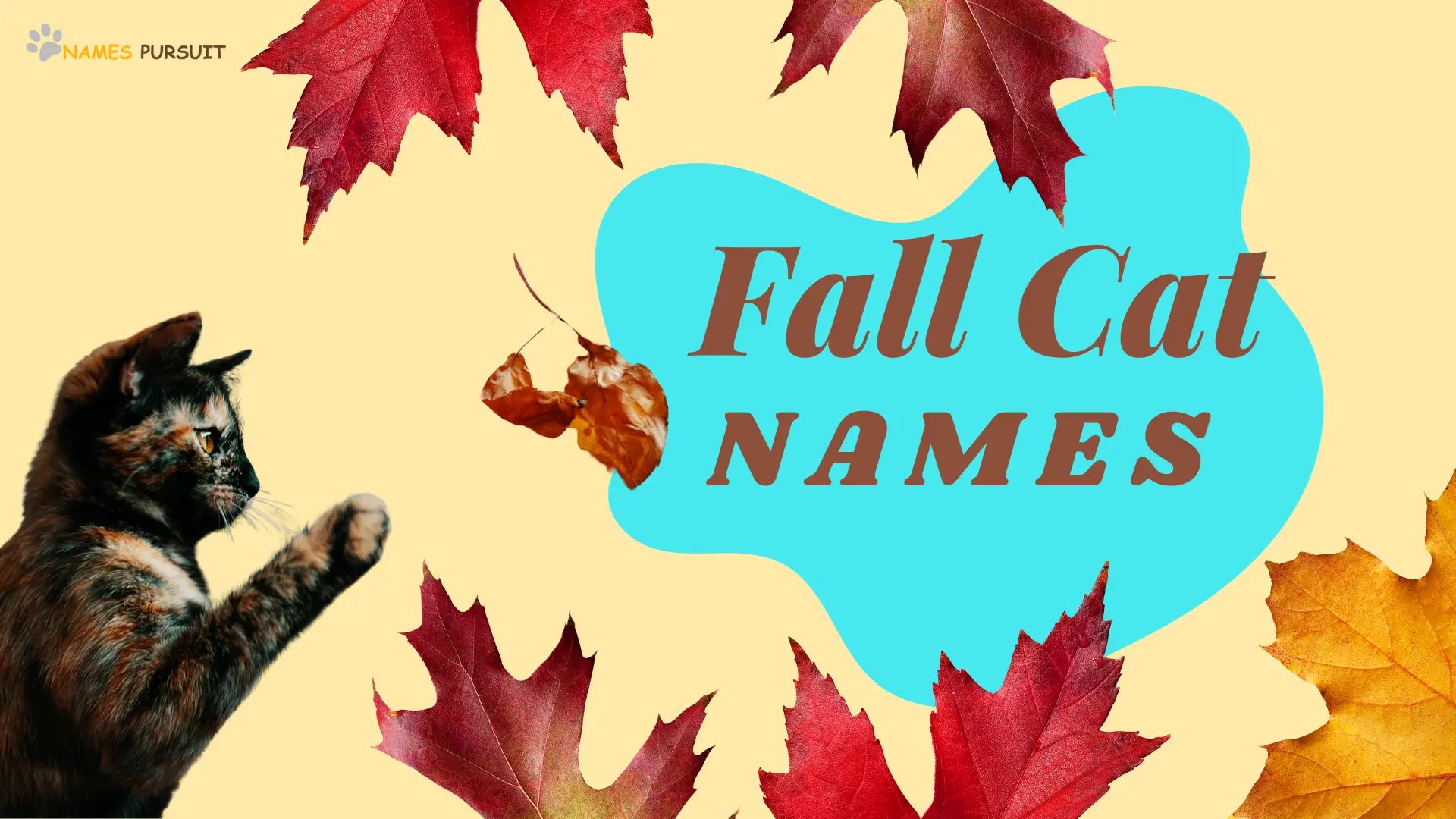 420+ Fall Cat Names [Fun AutumnInspired Ideas]