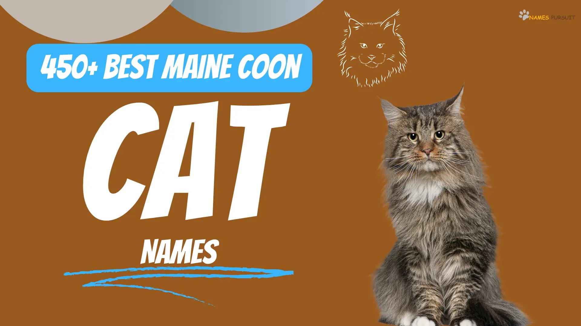 Best Maine Coon Cat Names (450+ Unique Choices)