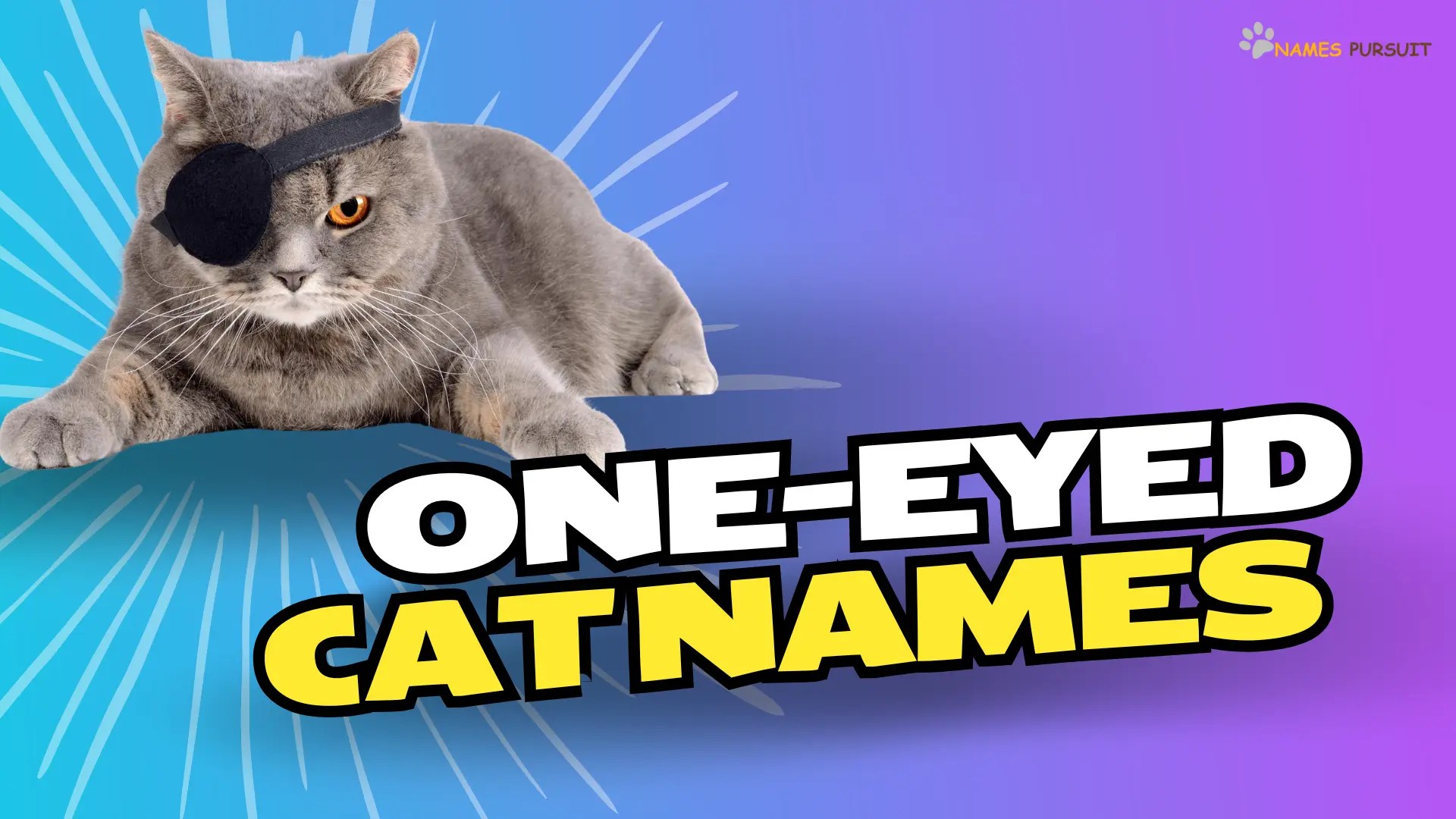 OneEyed Cat Names [380+ Unique Ideas]