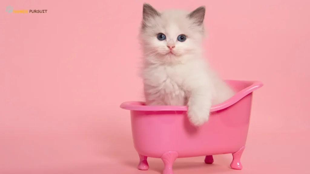 375+ Pink Cat Names [Cute, Funny, & Creative]