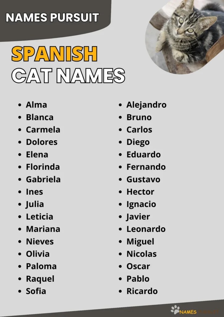 450+ Unique Spanish Cat Names For Your Pet