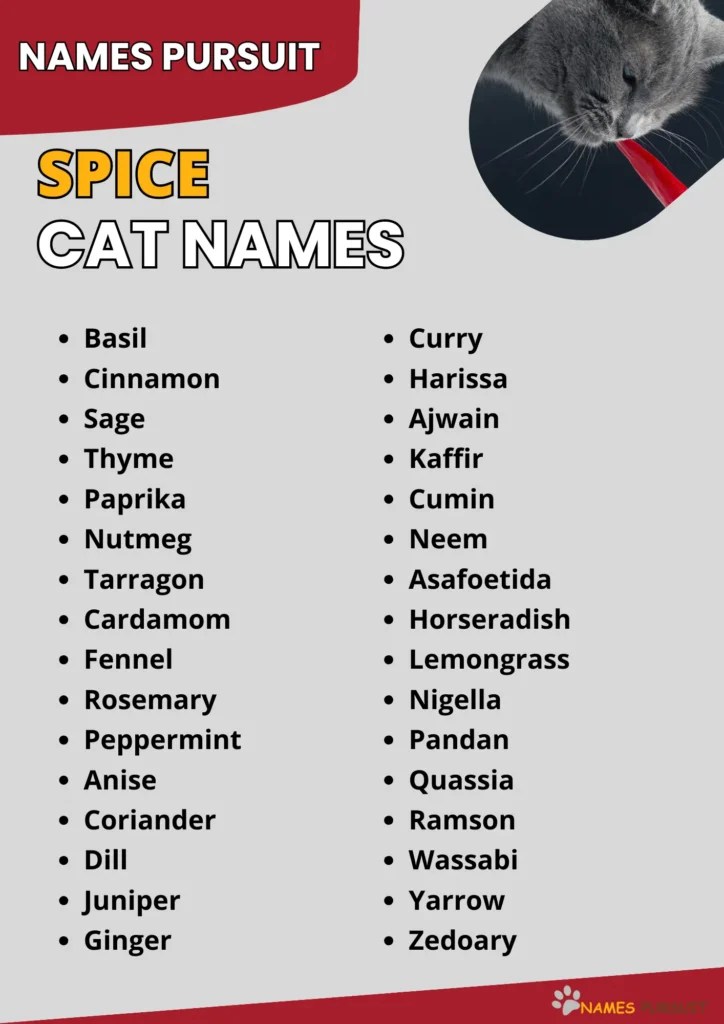 Spice Cat Names [400+ Best Ideas for 2024]