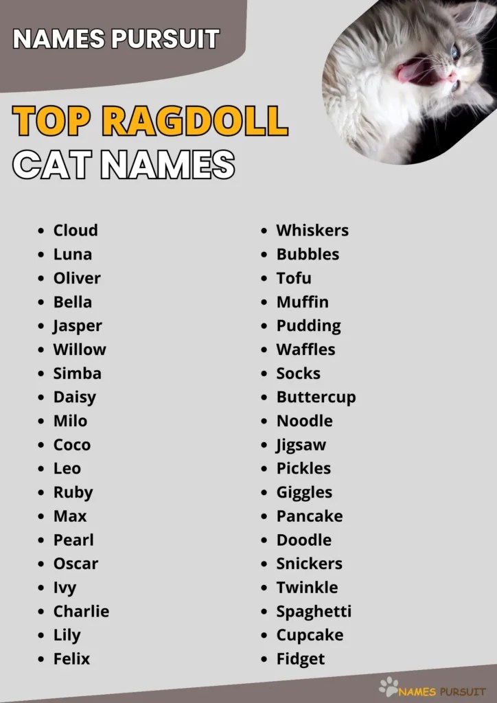 Top Ragdoll Cat Names (400+ Unique Choices)