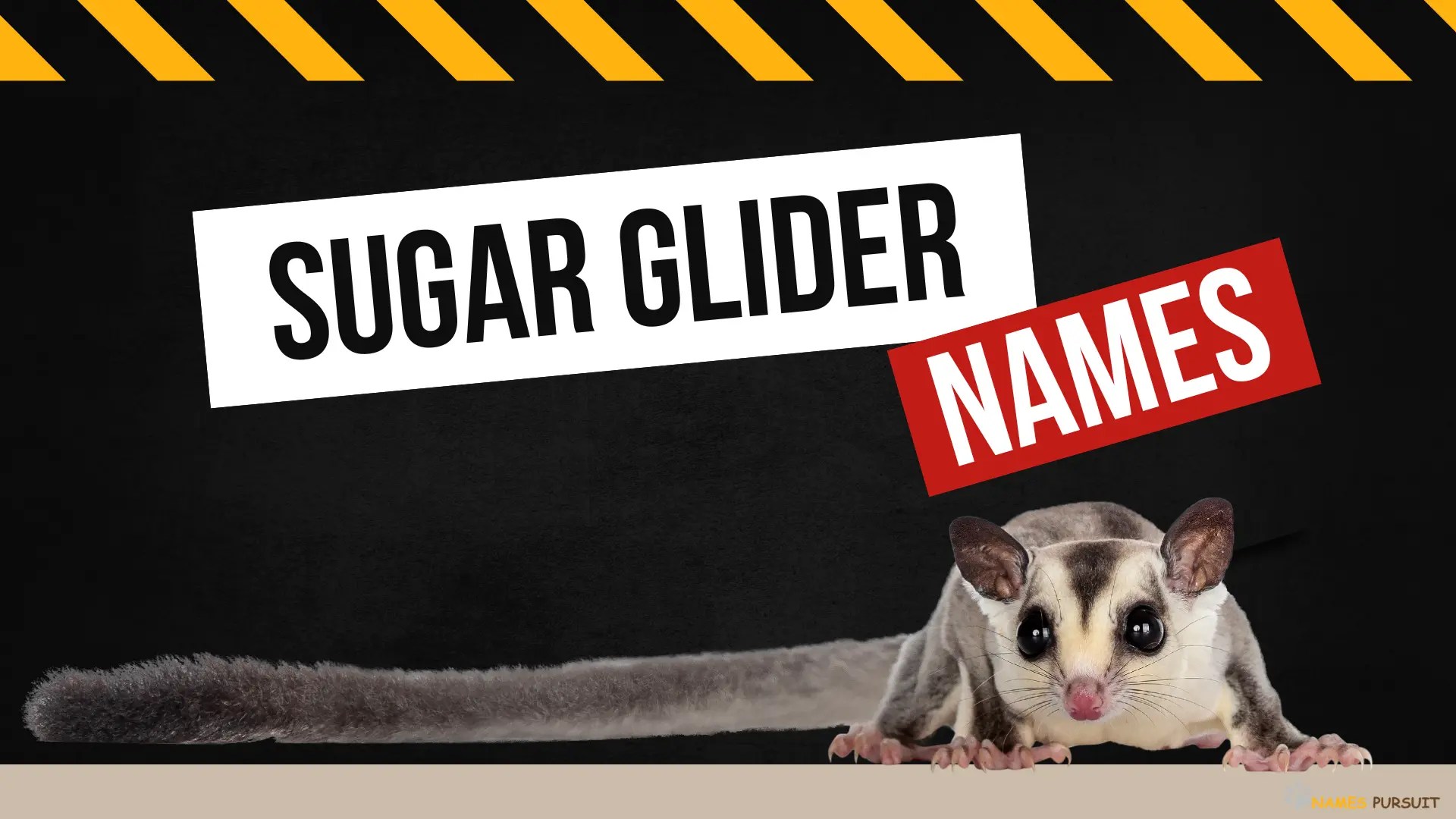520+ Sugar Glider Names (Top Naming Ideas for 2024)