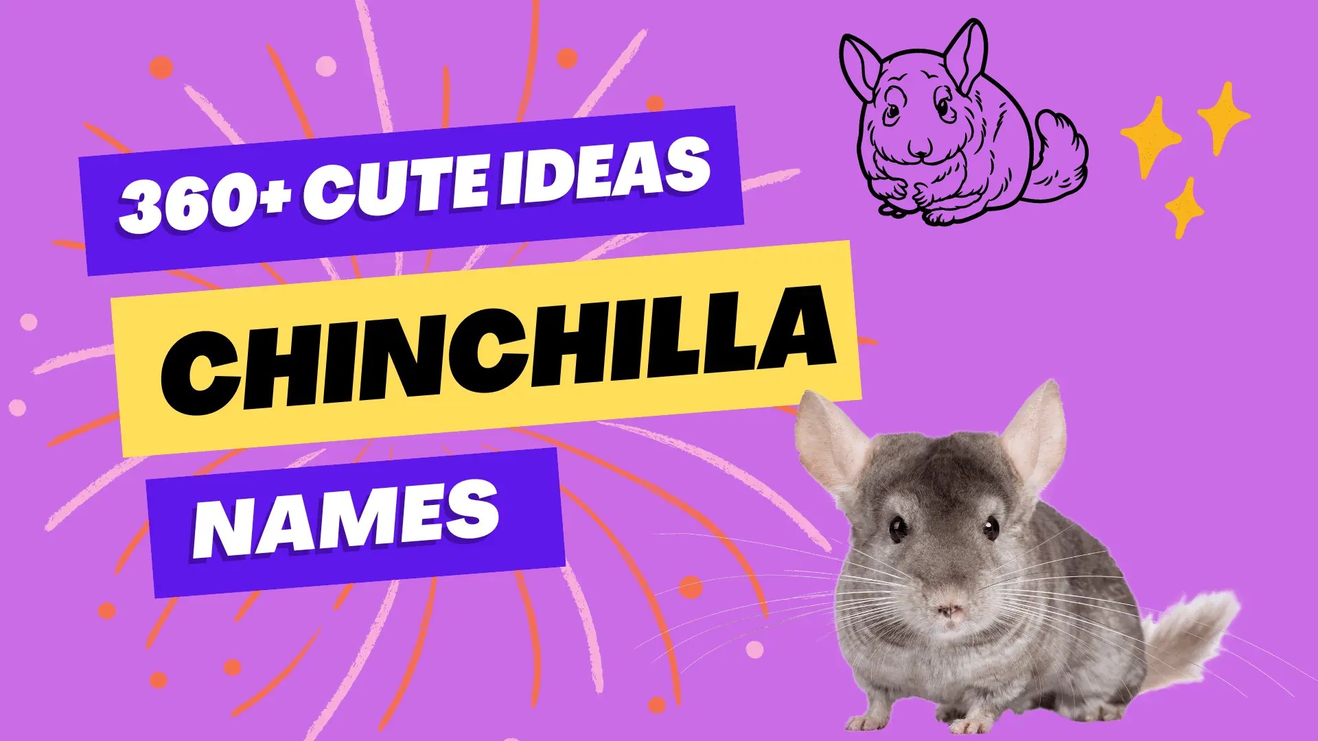 Chinchilla Names With Meanings [360+ Cute Ideas]
