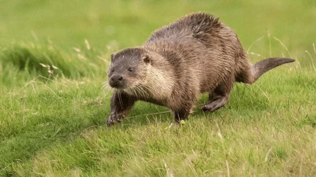 300+ Catchy & Unique Beaver Names [Meaningful Ideas]