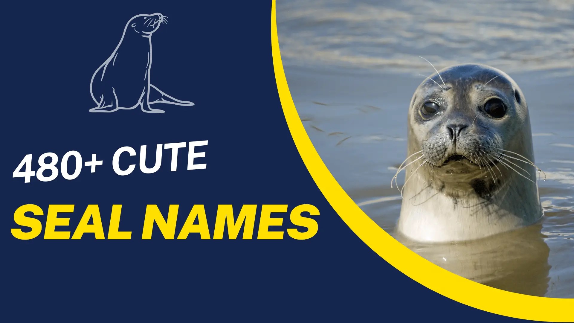 480+ Cute Seal Names [Fun & Meaningful Ideas]