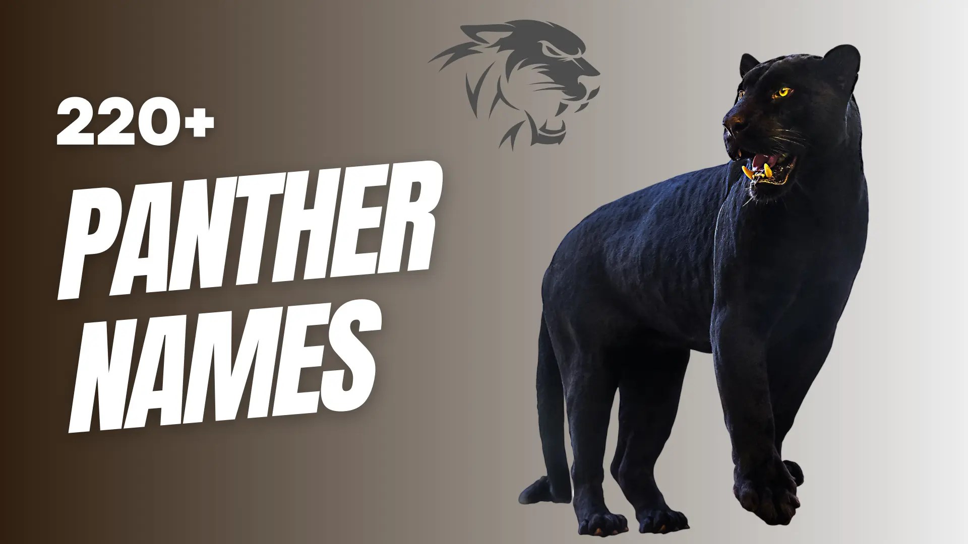 220+ Panther Names With Meaning (+Generator)