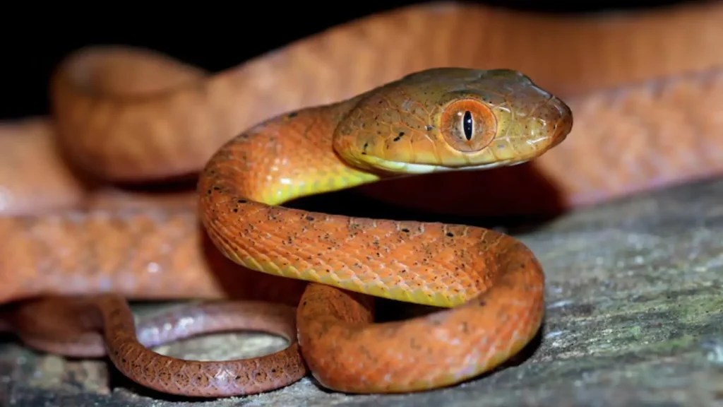 290+ Snake Names Cool & Funny + AI Generator