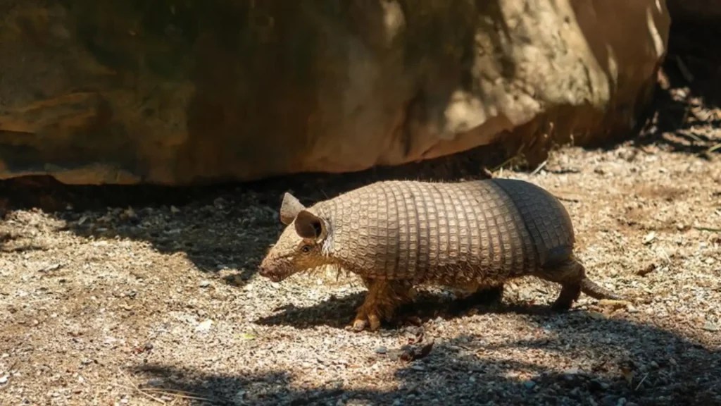 250+ Armadillo Names with Meanings