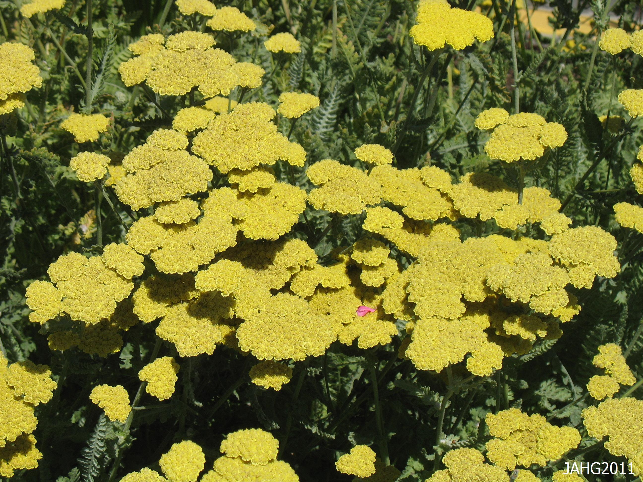 Silver, Gold and Moonshine All in One Plant. Name That Plant