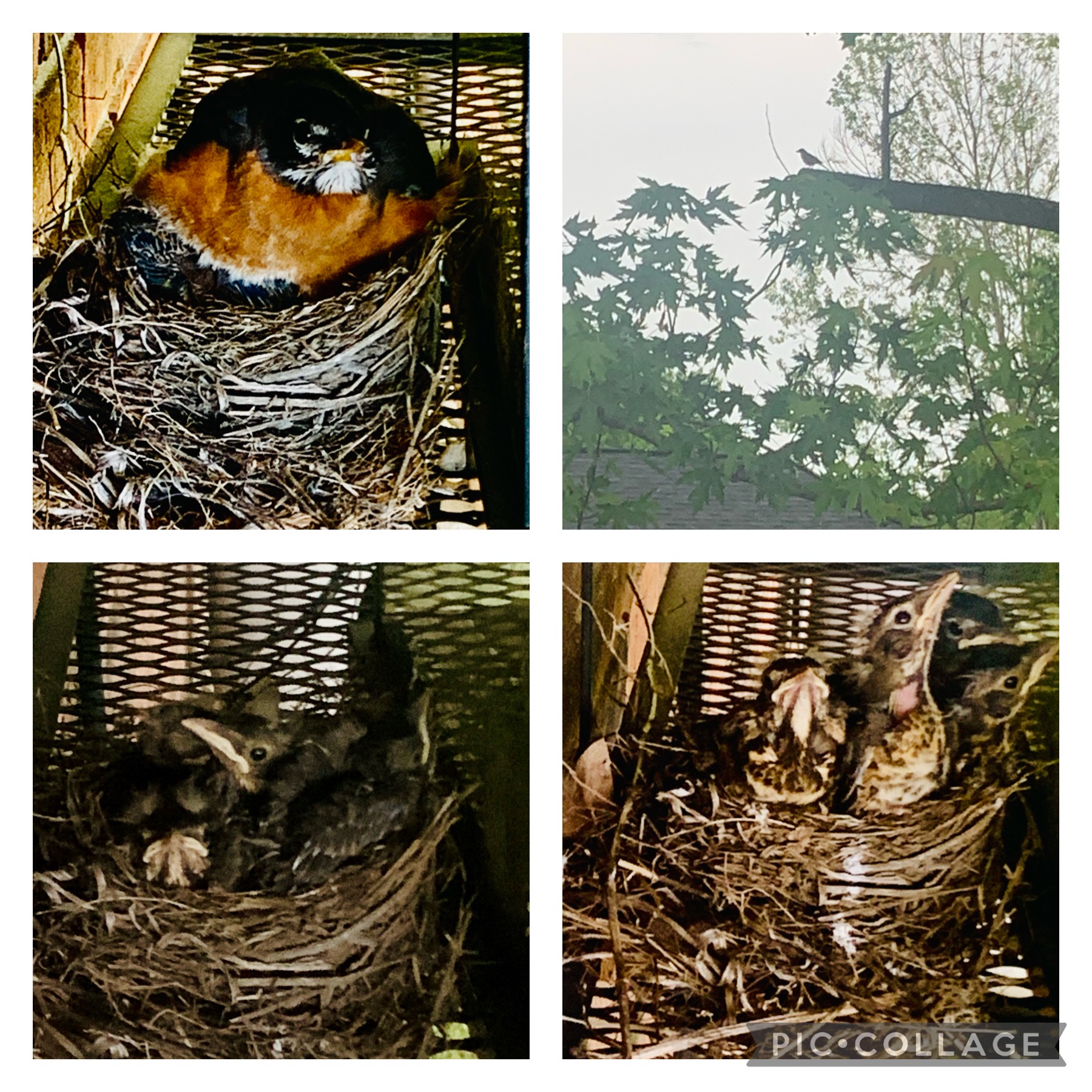 When Baby Birds Spread Their Tiny Wings and Fly