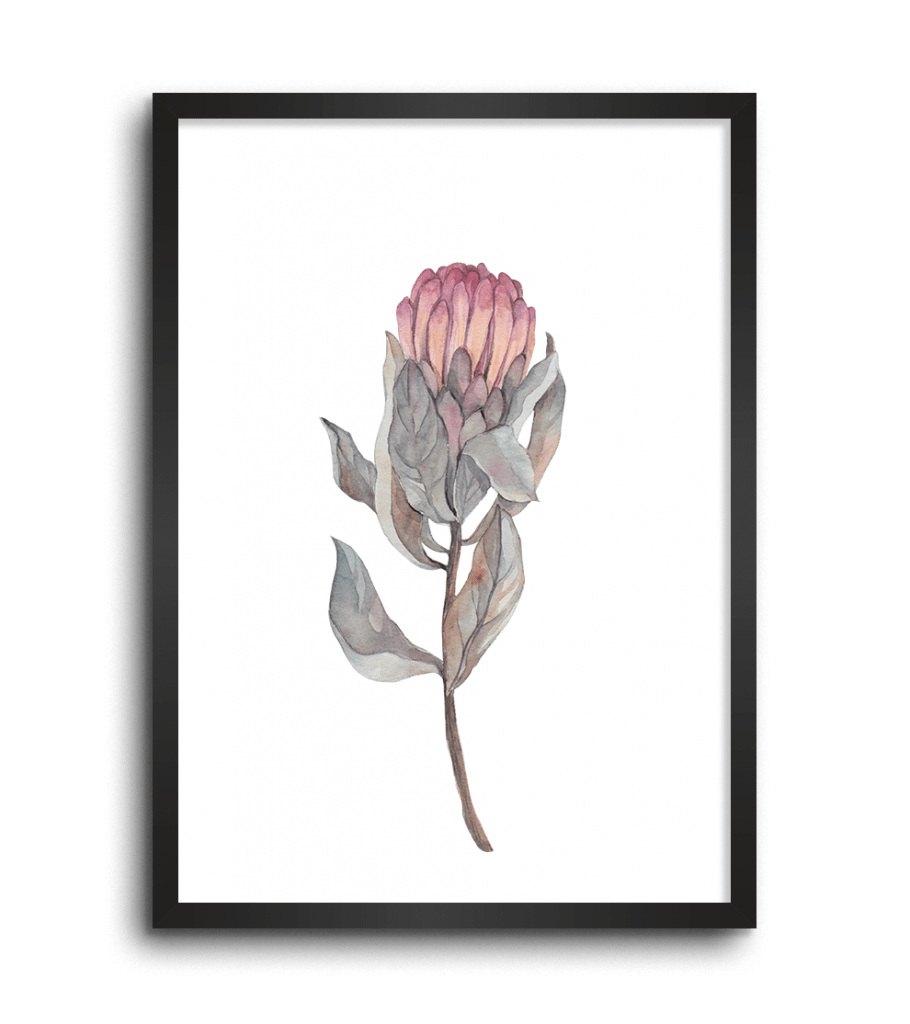 Native flowers wall art print bundle Protea, Eucalyptus