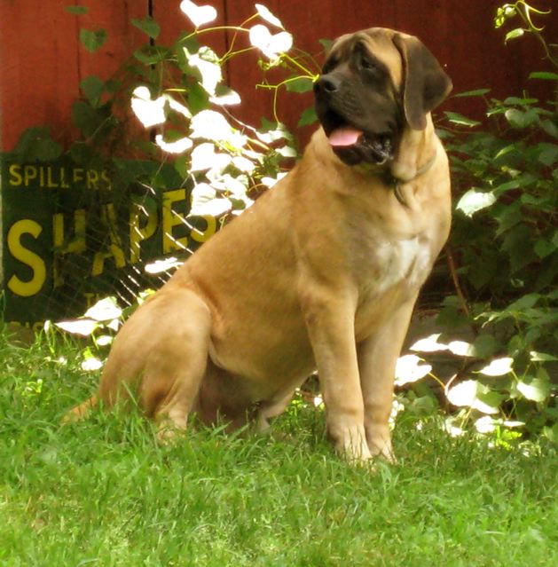 Martin Spiller Mastiffs of Audley Farms