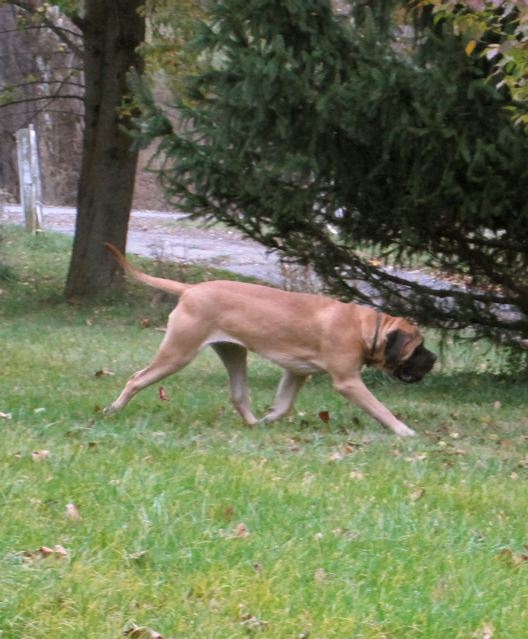Martin Spiller Mastiffs of Audley Farms