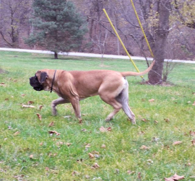 Martin Spiller Mastiffs of Audley Farms