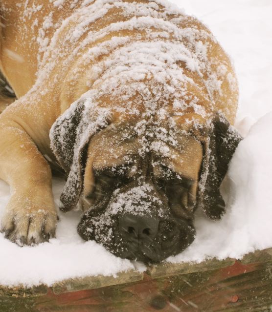 Jules Spiller Mastiffs of Audley Farms