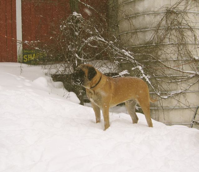 Martin Spiller Mastiffs of Audley Farms