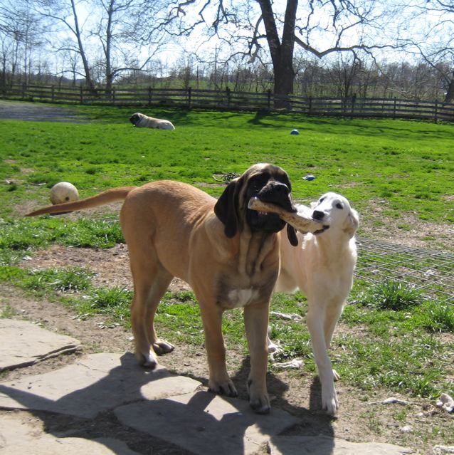 Martin Spiller Mastiffs of Audley Farms