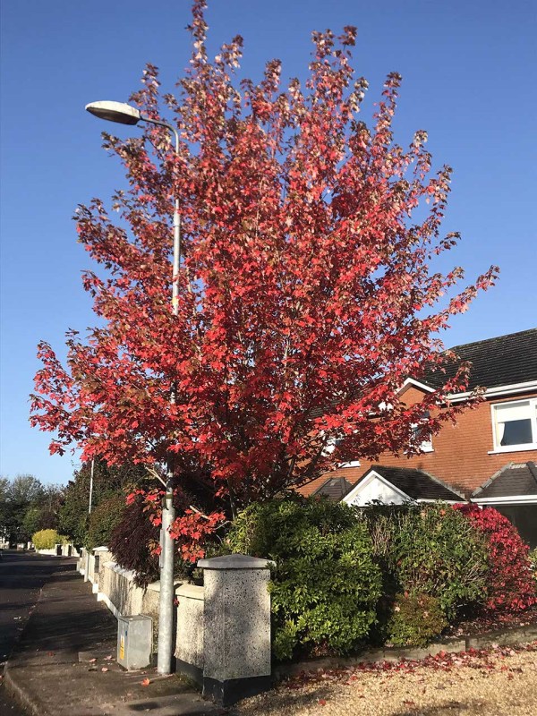 Acer freemanii Autumn Blaze (Freeman’s Maple) Nangle and Niesen Wholesale Tree Nursery Cork Acer freemanii Autumn Blaze (Freeman’s Maple) Nangle and Niesen Wholesale Tree Nursery Cork