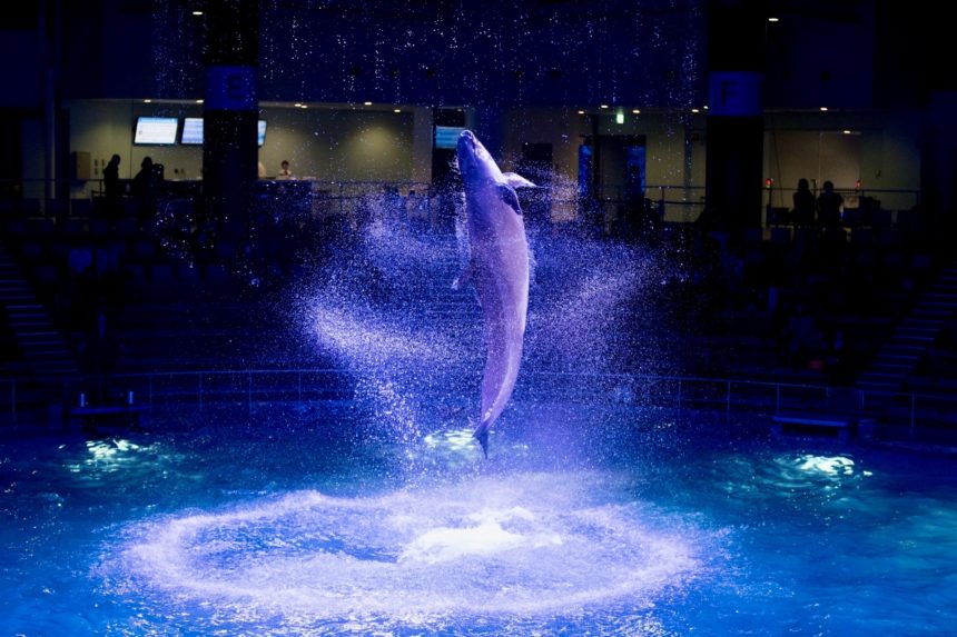 エプソン品川アクアスタジアム | おすすめスポット - みんカラ 品川〜天王洲アイル:東京】外さない大人デートプラン！ディナーは予約必須！