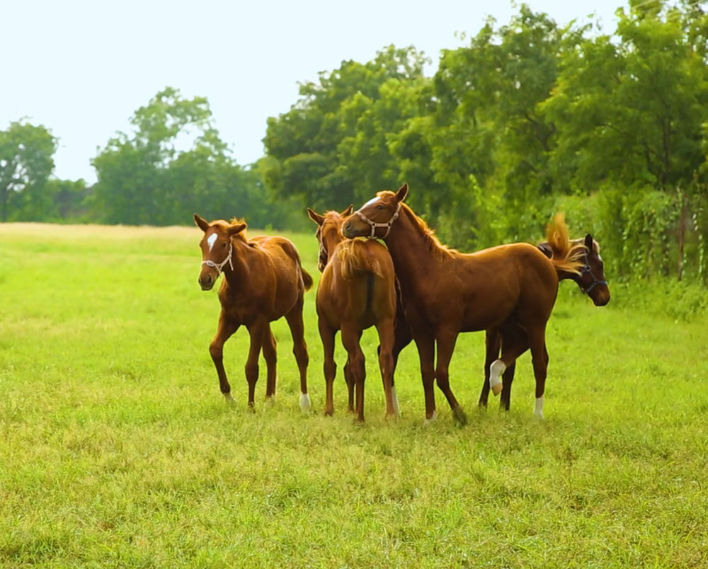 QUALITY HORSE BREEDING Nanoli Stud