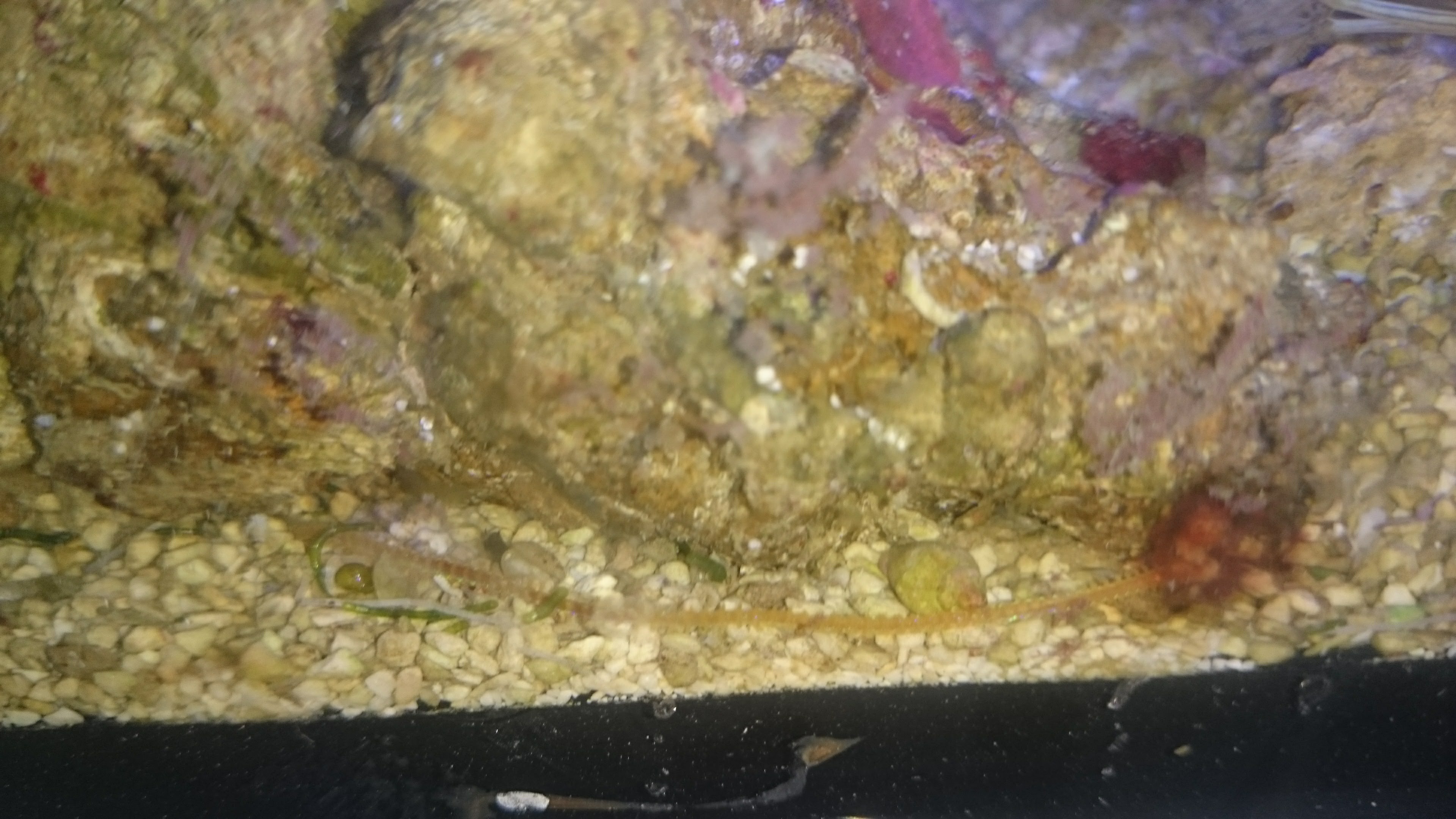Langer dünner gelber Wurm (sehr schnell) Was ist das ? Unbekanntem