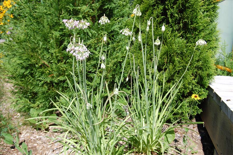 Allium cernuum « NANPS