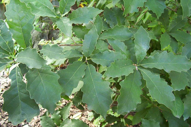 Quercus prinoides « NANPS