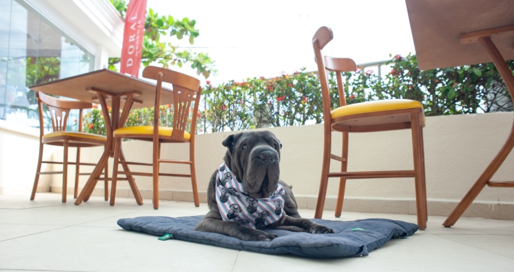 Mês dos Pais de Pets Hotel Doral Guarujá e Cobasi fecham parceria para