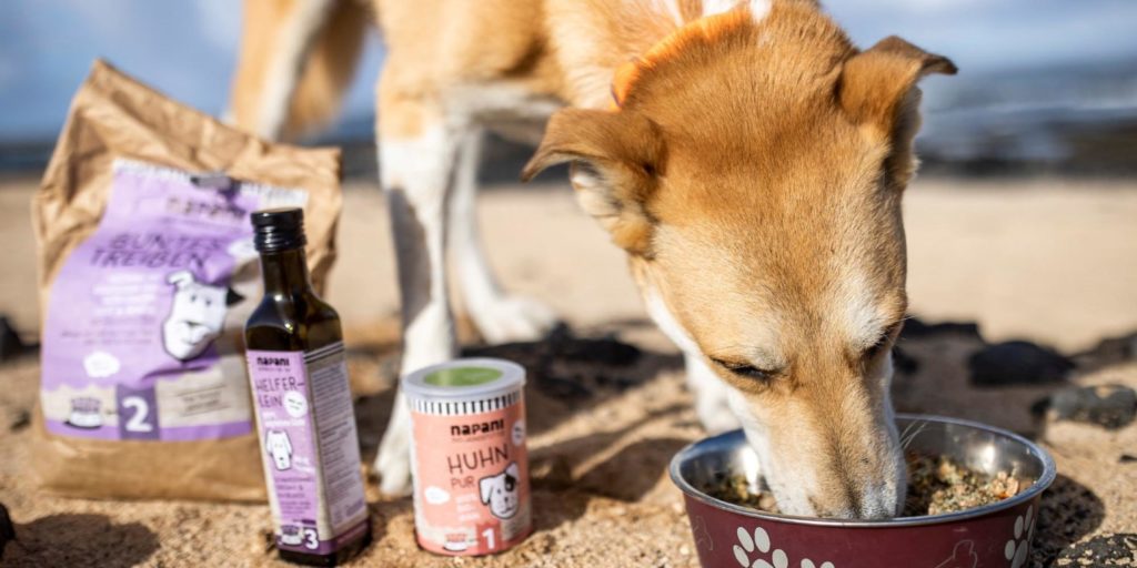 Trockenfutter für Hunde ja oder nein? napani Blog