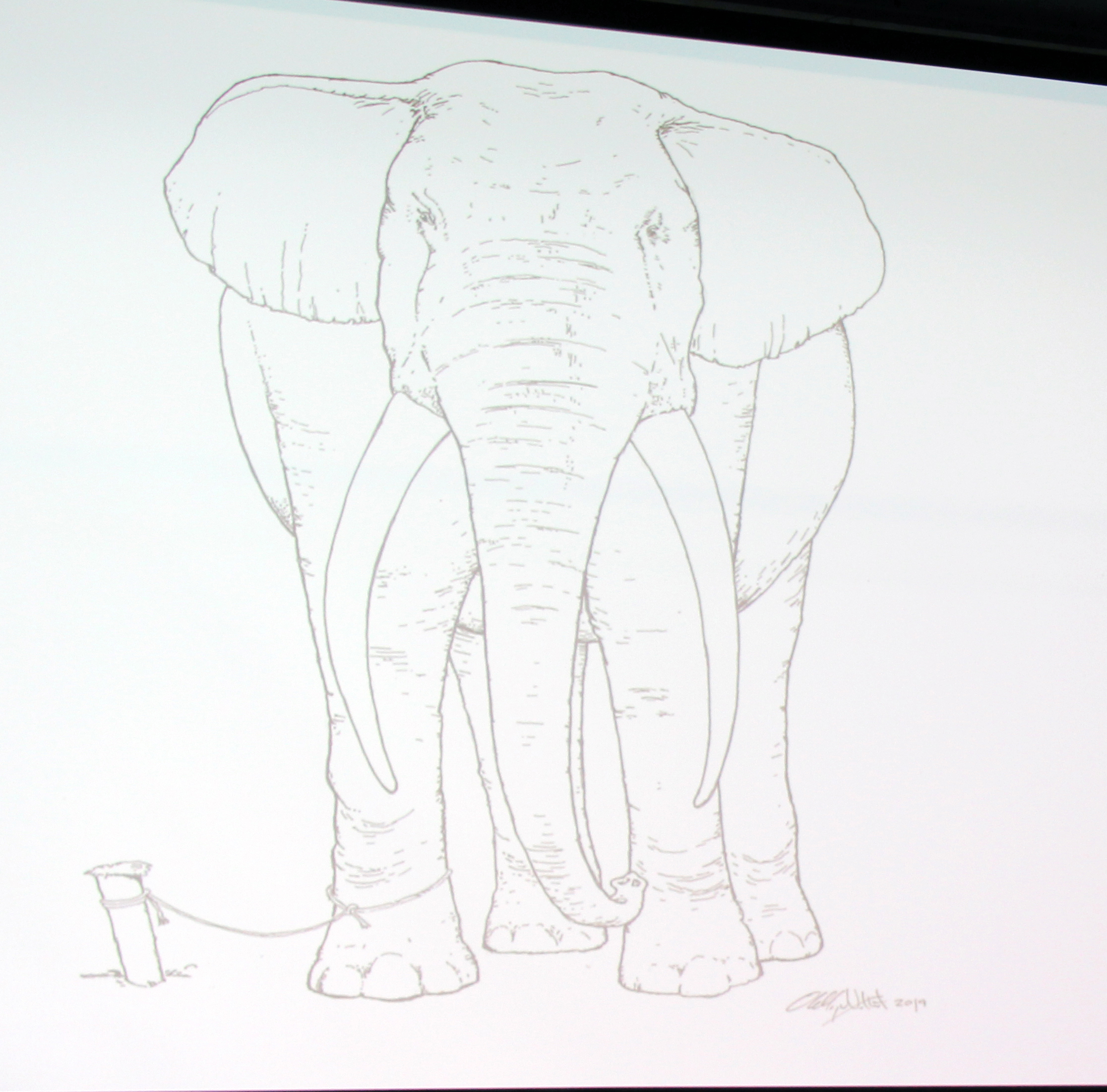 Tegninger Tegning Av Elefant