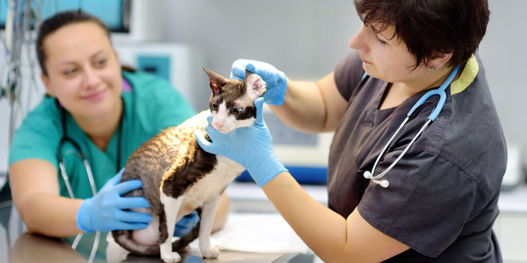 AVMA Amends Pet Insurance Position to Take More Proactive Stance NAPHIA