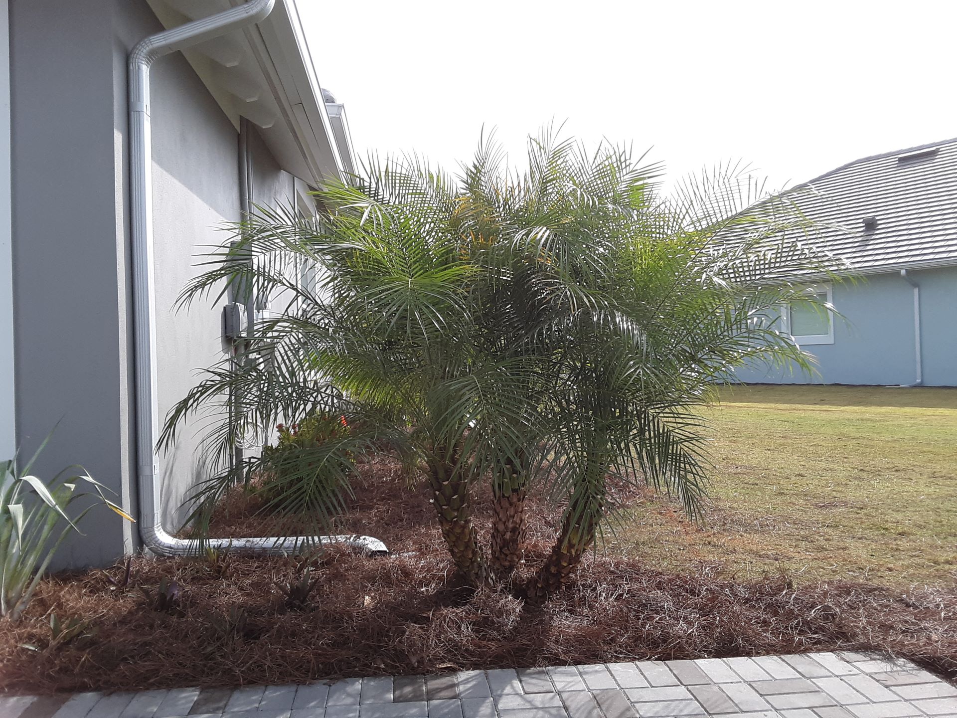Pygmy Date Palm Care Arizona Tricheenlight